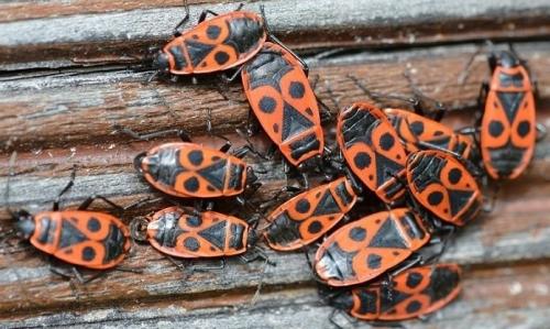 Réf. 245 071 : Pyrrhocoris apterus